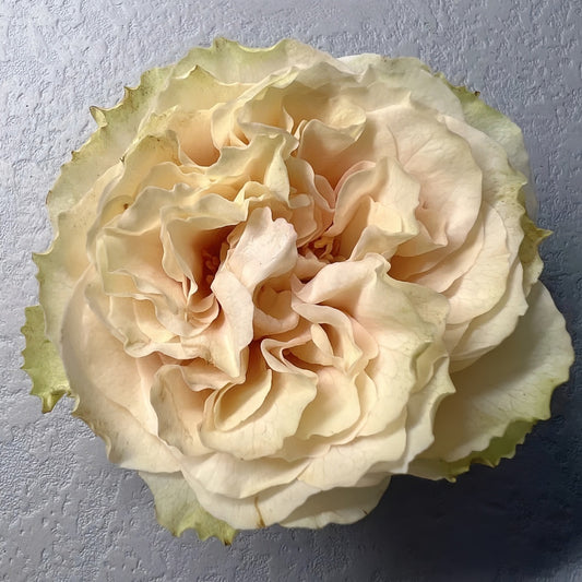 Mayra's Green Rose-绿色梅拉|Spain Cut Rose