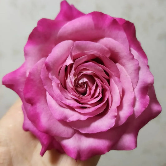 All Four Love Rose-四爱|Netherlands Cut rose