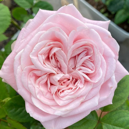 All four boughet Rose-四花|Netherlands Cut Rose