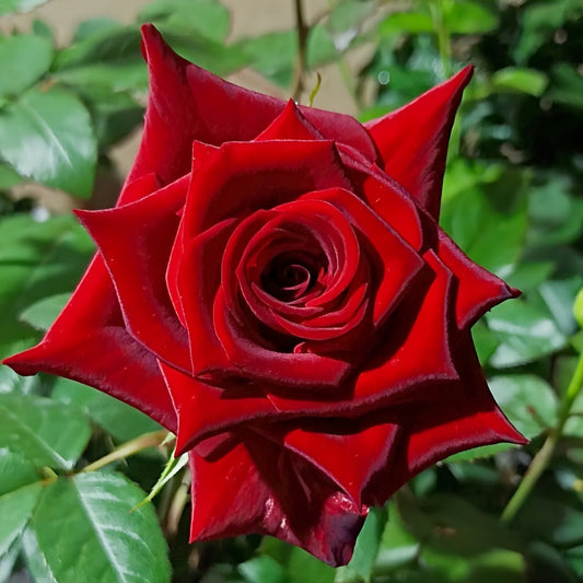 Black magic Rose-黑魔术|France Cut Rose