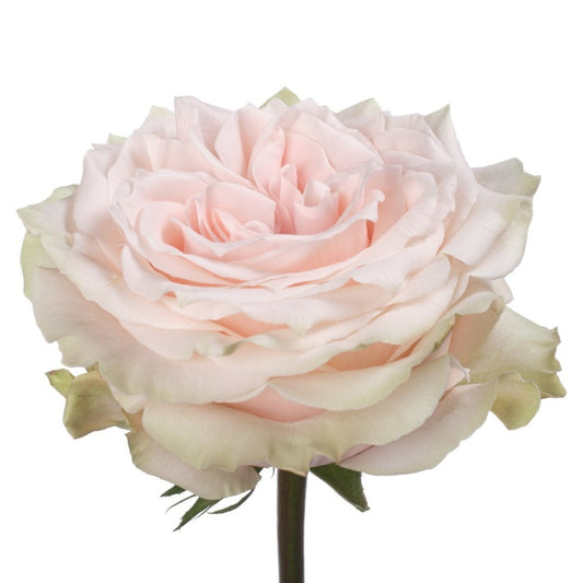 Champagner Rose-粉香槟|Germany Cut Rose