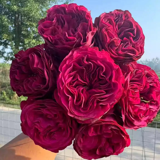 Cherry Velvet rose-樱桃丝绒|Netherlands Cut Rose