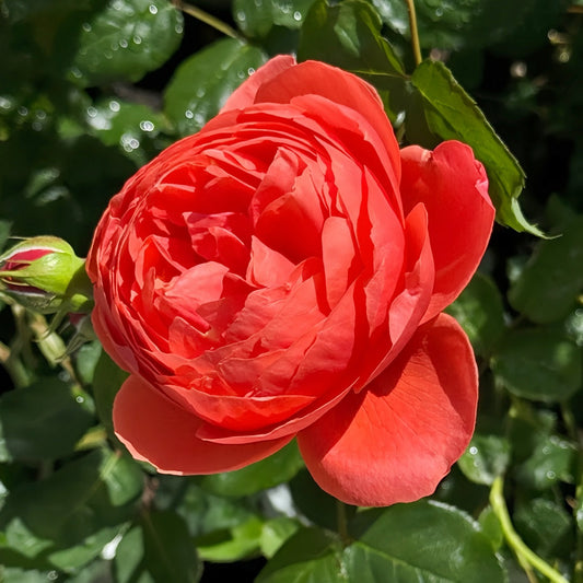 Chi Yan Rose-炽焱|Japanese Shrub Rose