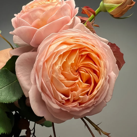 Confiture Rose-果酱|Japanese Shrub Rose