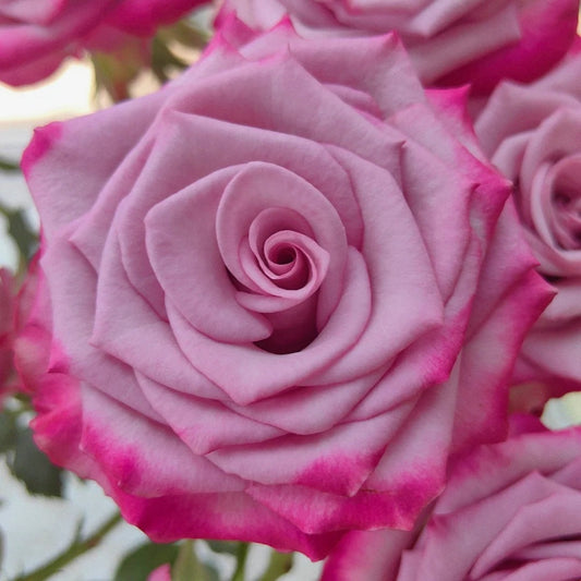 Deep Purple Rose-超级紫|Netherlands Cut Rose