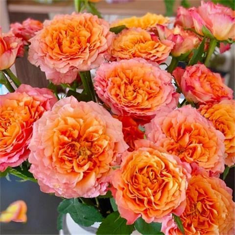 Free Spirit Rose-火灵鸟/自由精灵|Germany Cut Rose