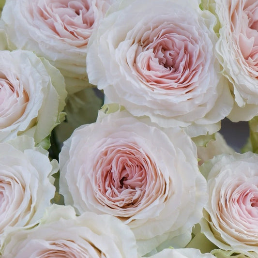 Jade terrace Rose-翡翠台 | Chinese Cut Roses