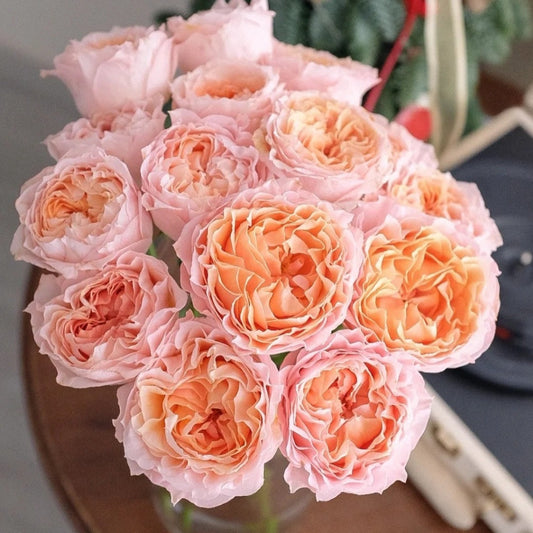 Georgia Peach Rose-乔治蜜桃 | Netherlands Cut Roses