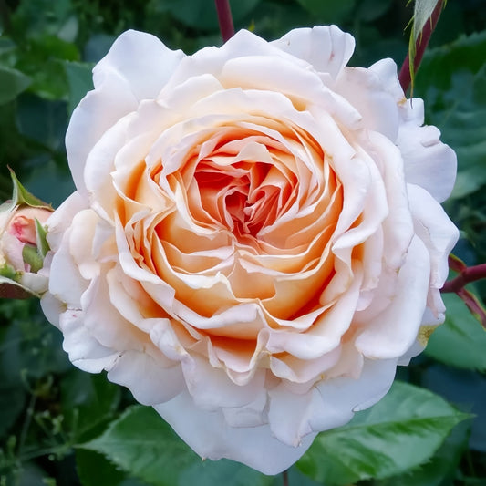 Grossherzogin Luise Rose-大公夫人| Germany Shrub Rose