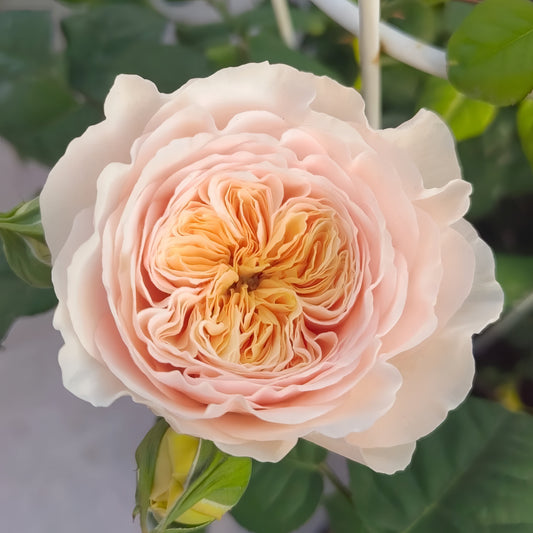 Climbing HANXIAN Rose|Chinese Climbing Rose