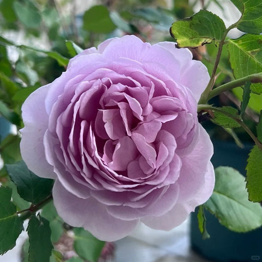 Karen Rose-卡伦|Japanese Cut Rose
