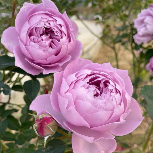Kong Meng Rose-空濛|Chinese shrub rose