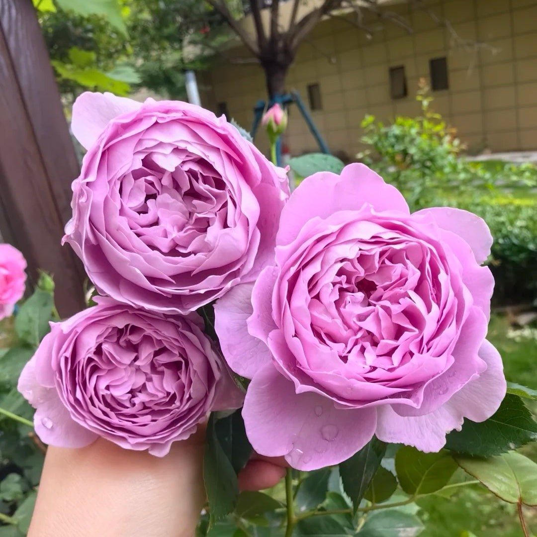 Kong Meng Rose-空濛|Chinese shrub rose