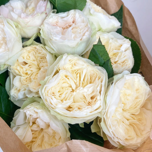 Lovely Harper Rose-可爱哈珀 | Netherlands Cut Roses