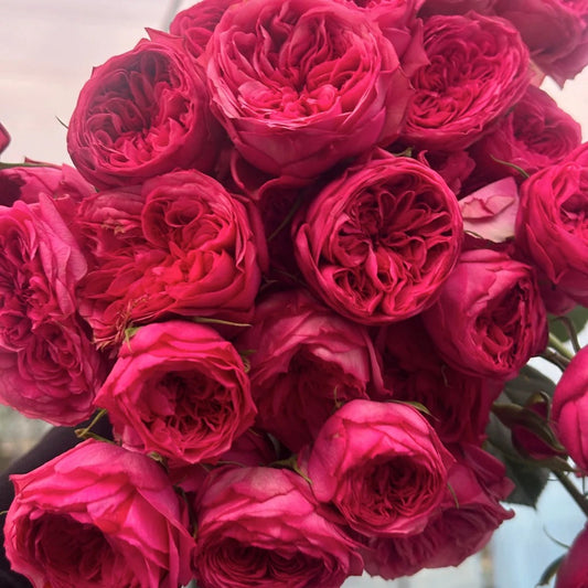Lovely Raspberry Rose-可爱树莓 | Japanese Cut Roses