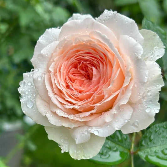 Märchenzauber /bliss 童话魔法 | Germany Shrub Roses