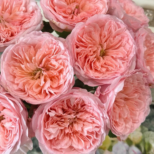 Mayfield Rose-梅菲尔德|Netherlands Cut Rose