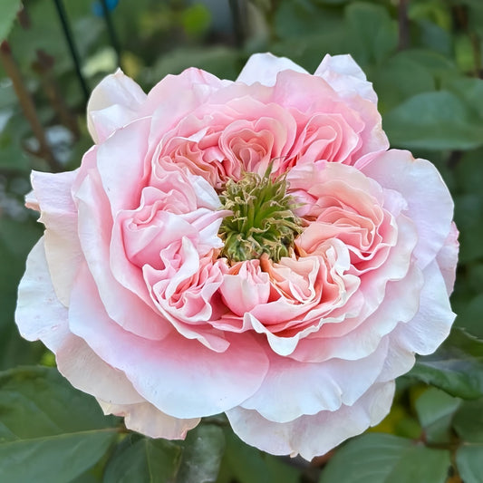 Mikoto rose-美琴|Japanese Cut Rose