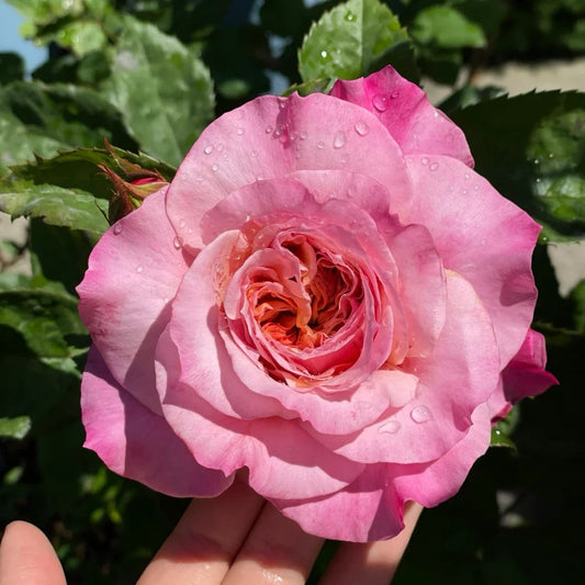 Miyabi Rose-雅致|Japanese Cut Rose