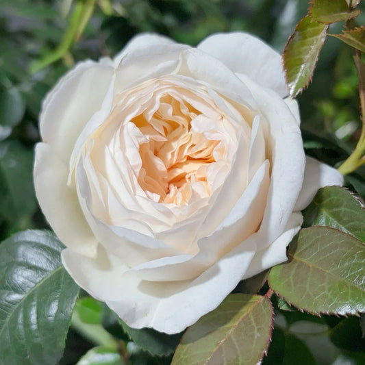 Moonlit Sands Rose-月笼沙|Chinese Shrub rose