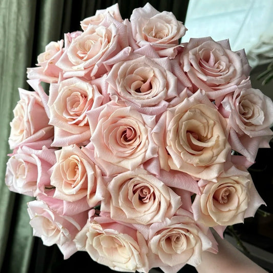 Mother of Pearl Rose-珍珠母贝|Netherlands cut rose