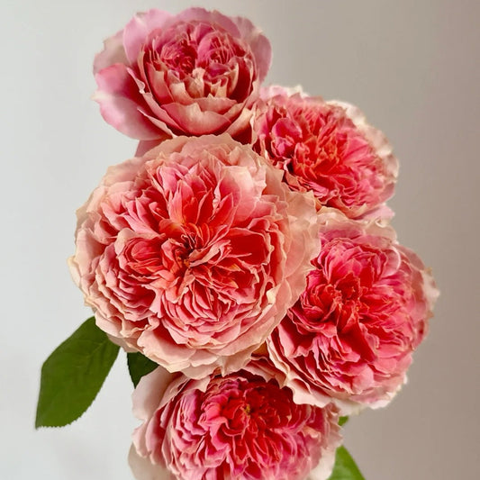 Moulin de la galette Rose-煎饼磨坊|Japanese cut rose
