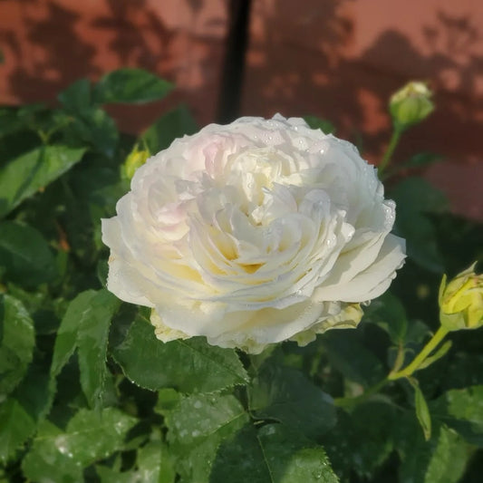 North Fragrance Rose-北方香水|Japanese shrub rose