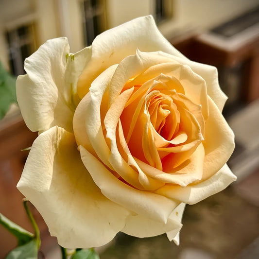Peach Avalanche + Rose-蜜桃雪山|Netherlands Cut Rose