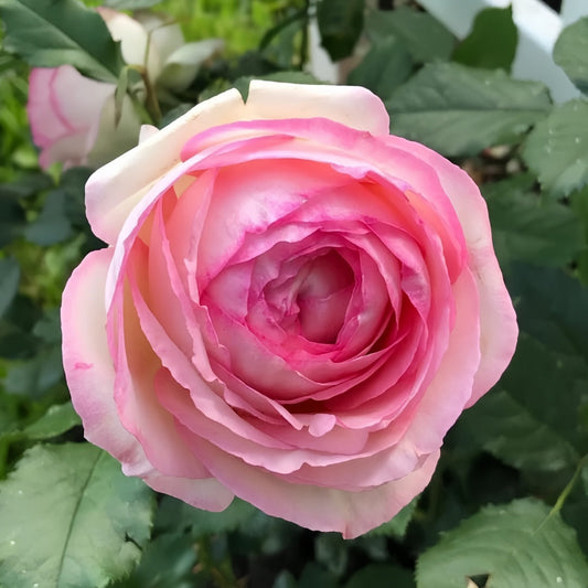 Pierre de Ronsard Rose-粉色龙沙宝石|France Climbing Rose