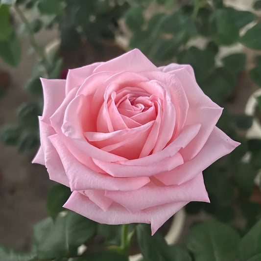Pink O 'Hara Rose-粉荔枝|France Cut Rose