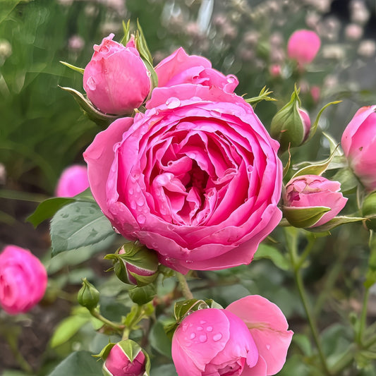 Pomponella Rose-艾拉绒球| Germany Shrub Rose