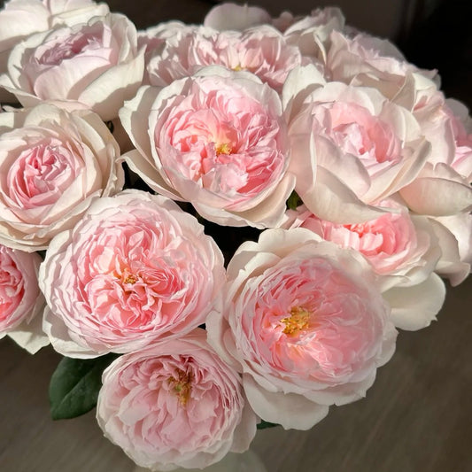 Princess Veil Rose-公主面纱|Germany cut rose