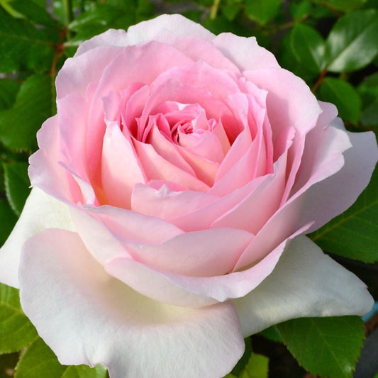 Ragazza Rose-米兰少女|France shrub rose