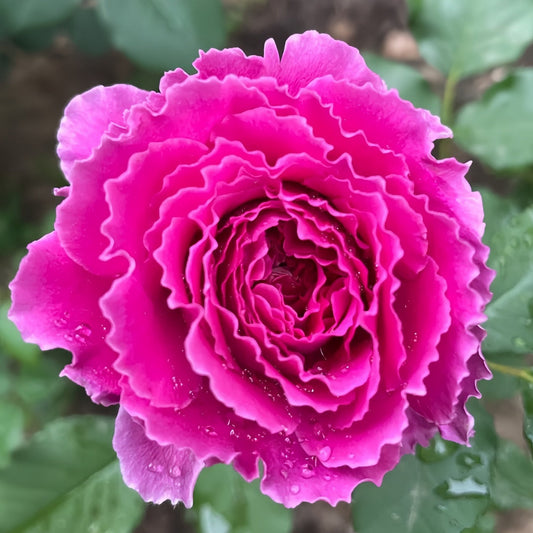 Ramukan Rose-草药|Japanese Shrub Rose