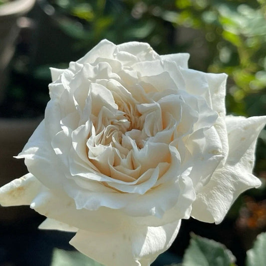 Réveil Rose-觉醒精灵|Japanese shrub rose