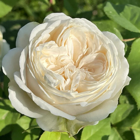 Shiratama Rose-白玉|Japanese Cut Rose