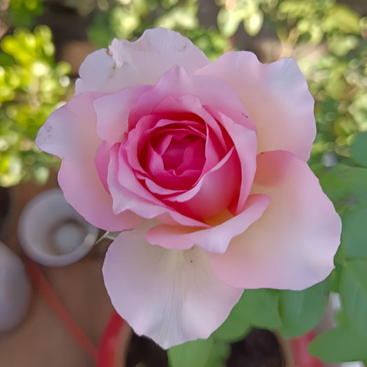 Silk Garment Rose-罗衣|Chinese Climbing Rose