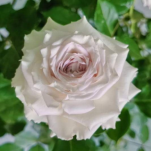 Silver Rain Rose-银雨|Germany Cut roses
