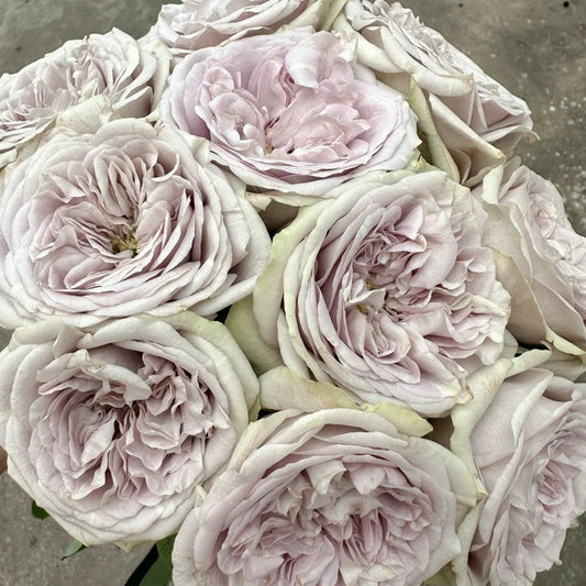 Silvermine Rose-银矿 | Netherland Cut Roses
