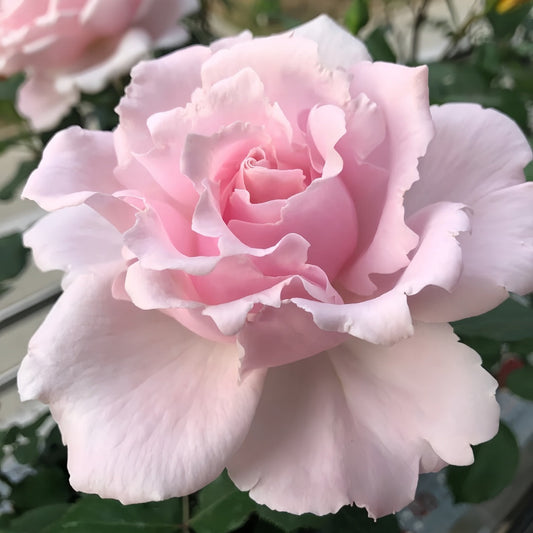 Sophie Rochas Rose-索菲罗莎|France Shrub Rose