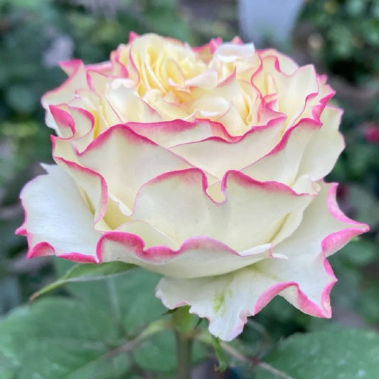 Stylist Rose-造型师|Netherlands Cut rose
