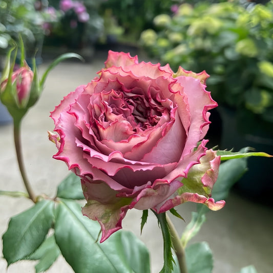 Thé nature Rose-英伦节拍|Japanese Cut Rose