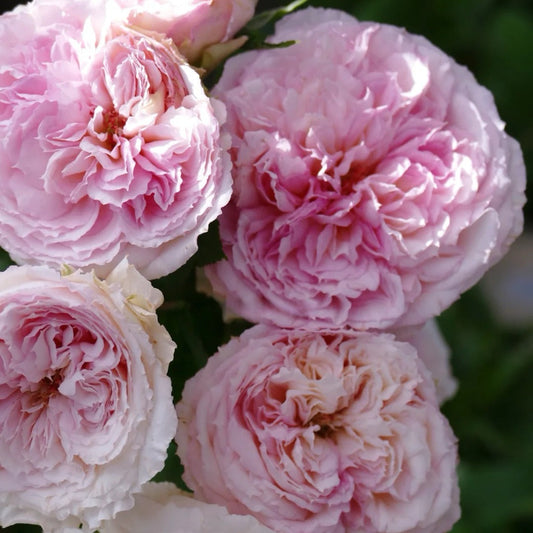 Traumerei rose|Japanese shrub rose