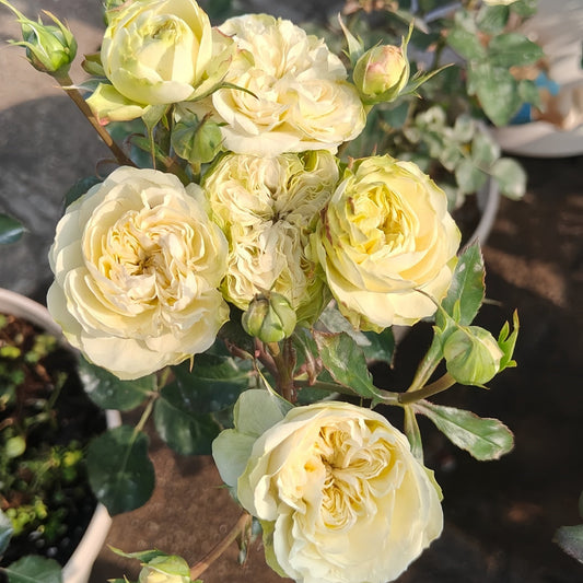 Victoria Wedding Rose-维多利亚婚礼|Netherlands Cut Rose