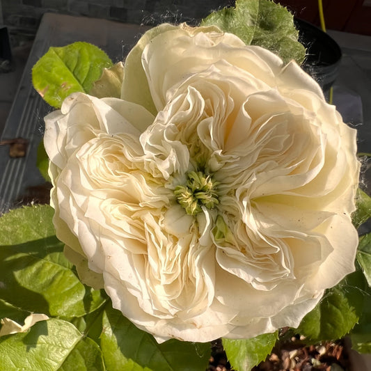 Whitby abbey Rose-惠特比修道院|Netherland Cut Rose