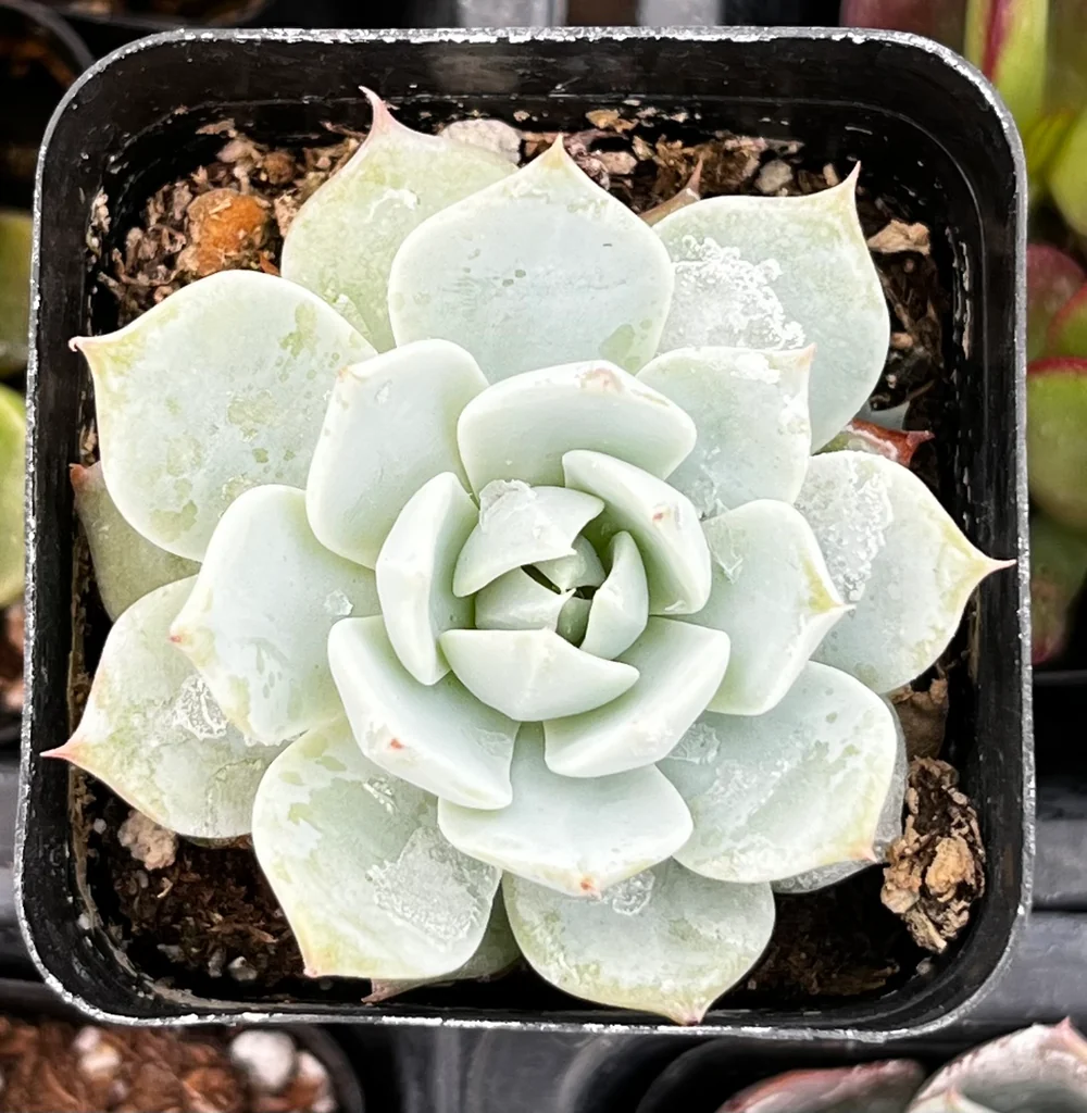Succulents