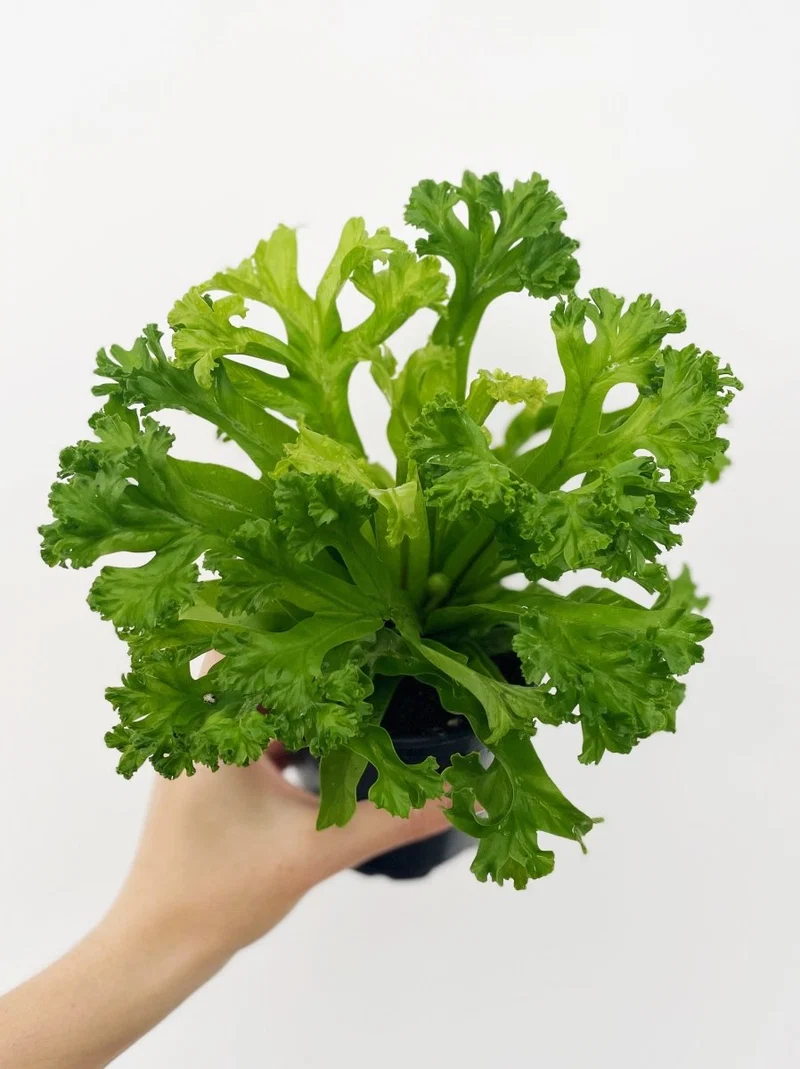 Ferns