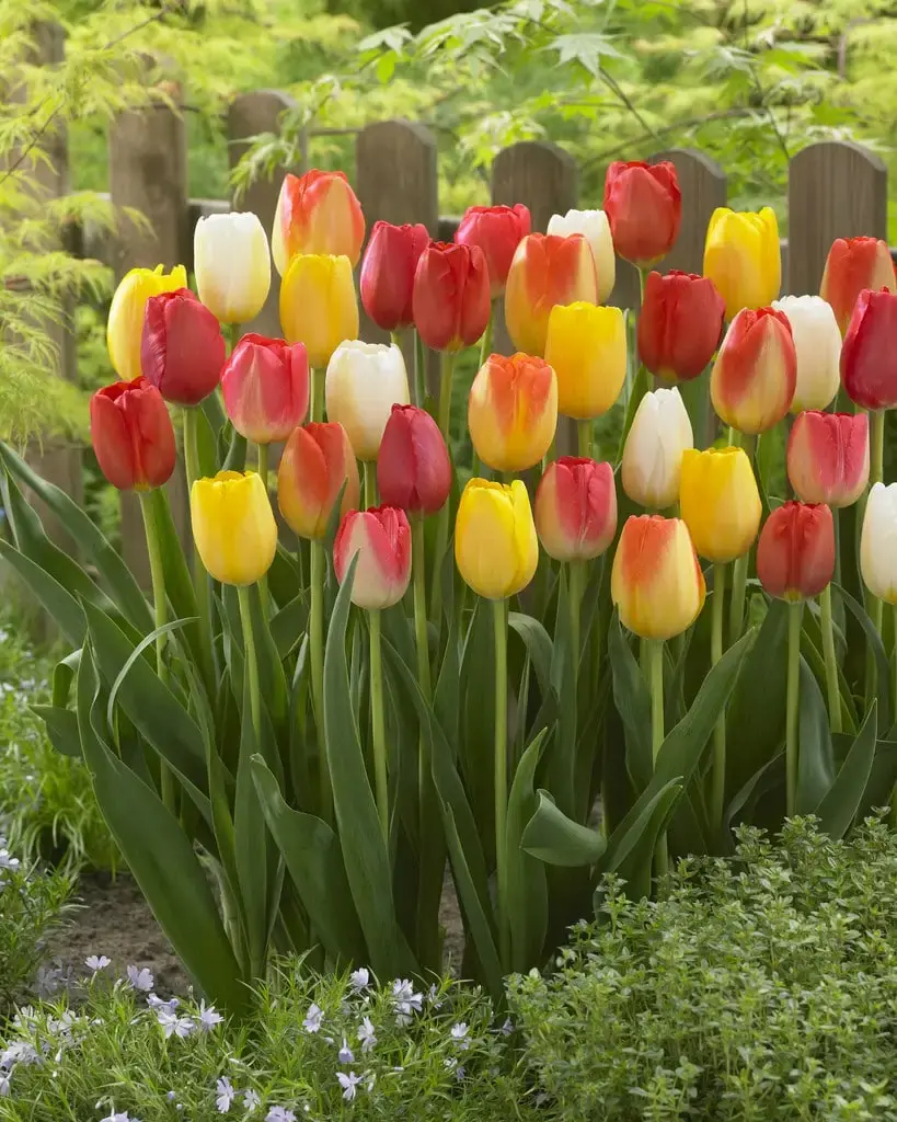 Tulips