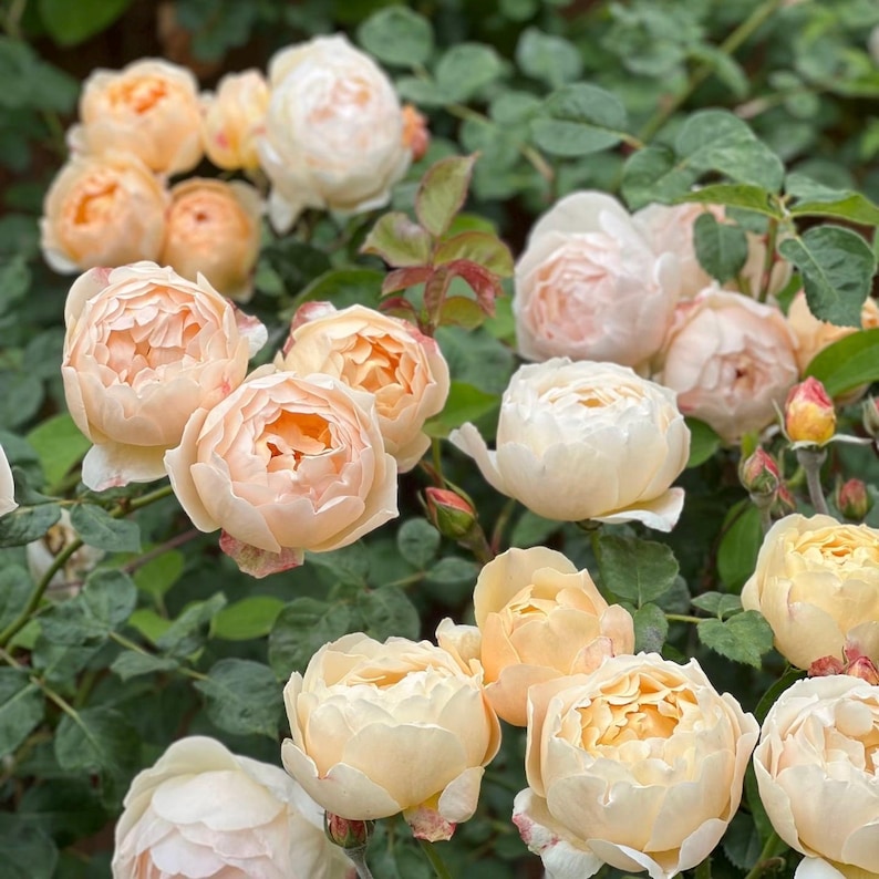 Roses
