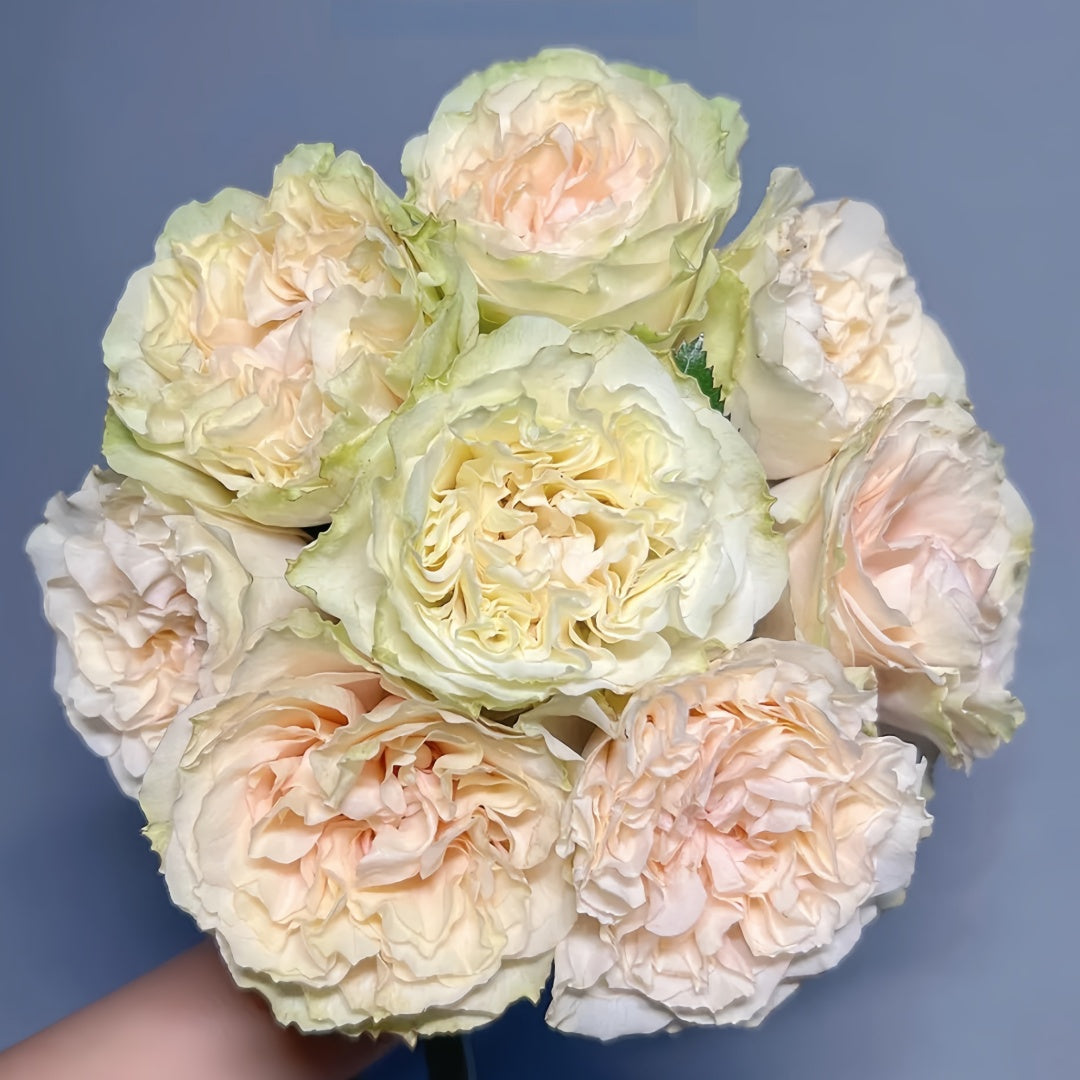Mayra's Green Rose-绿色梅拉｜Spain Cut Rose